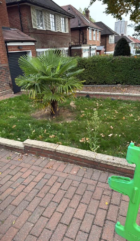 Lawn and garden border with patchy grass and an ornamental palm near a low brick wall; paving edge visible in the foreground.