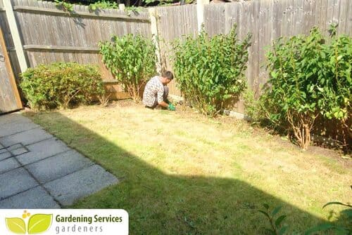leaf clearance
